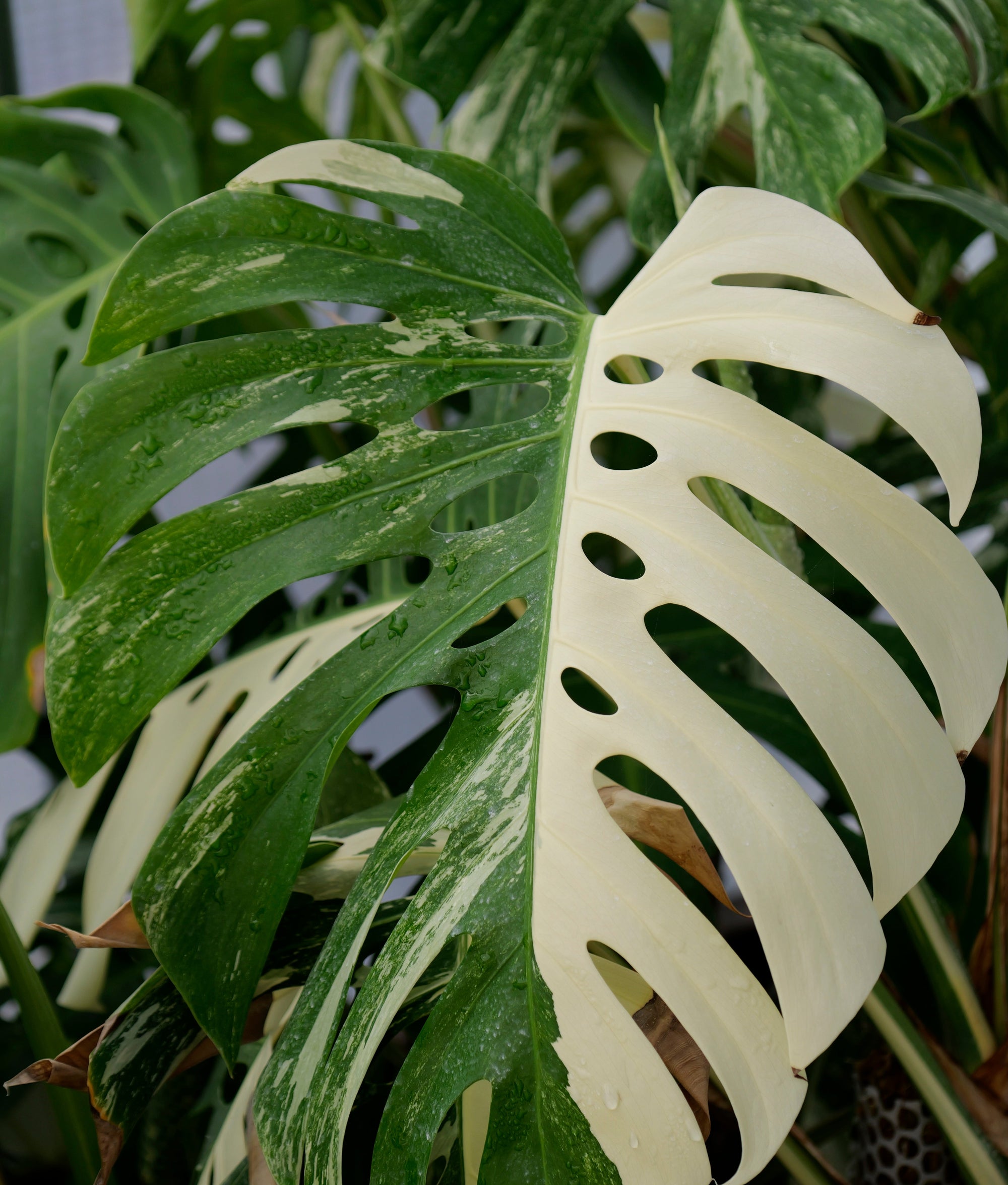 Close-up of a Variegated Monstera Albo plant with large, perforated leaves.