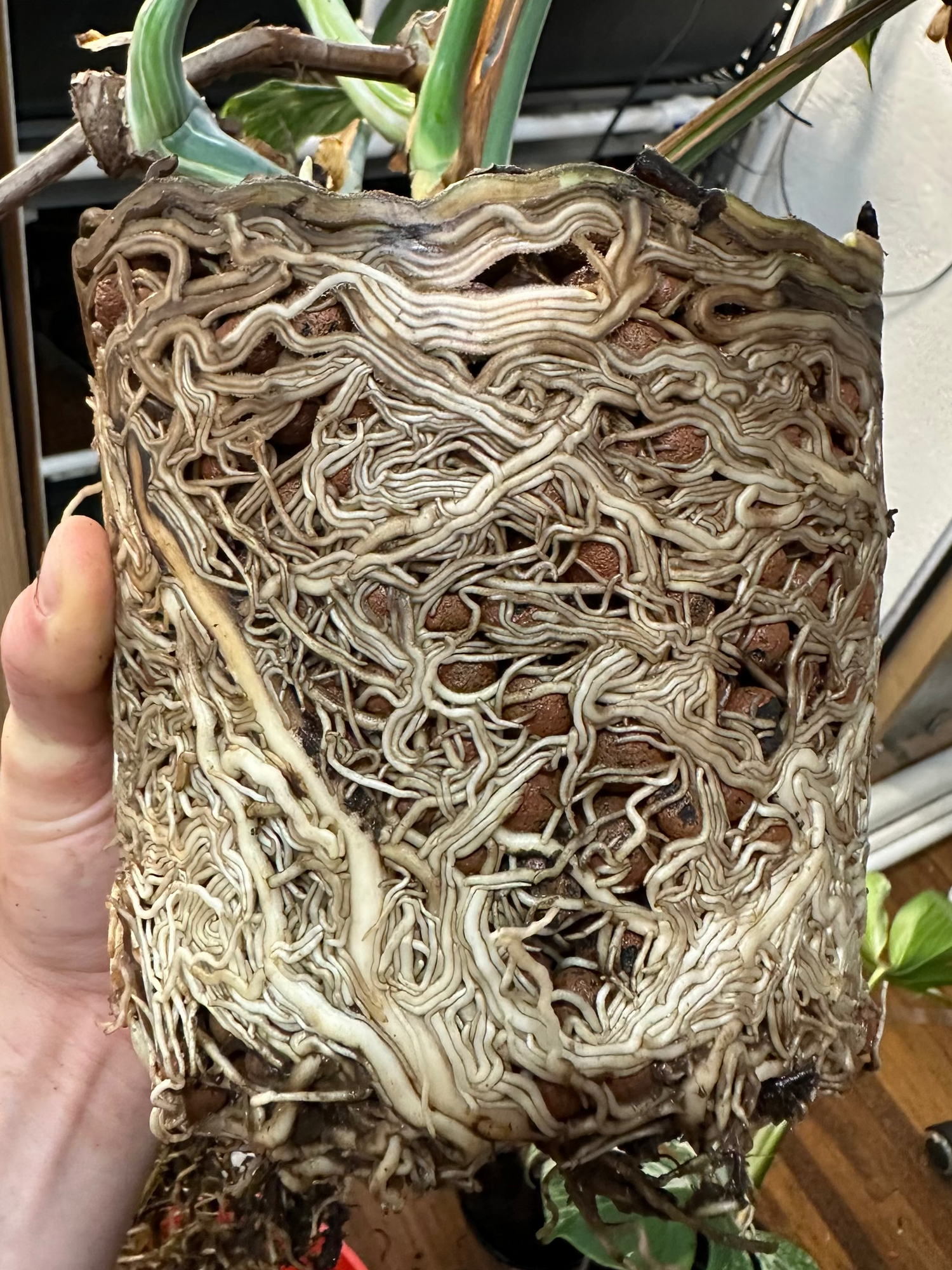 Root system of a plant held by a hand