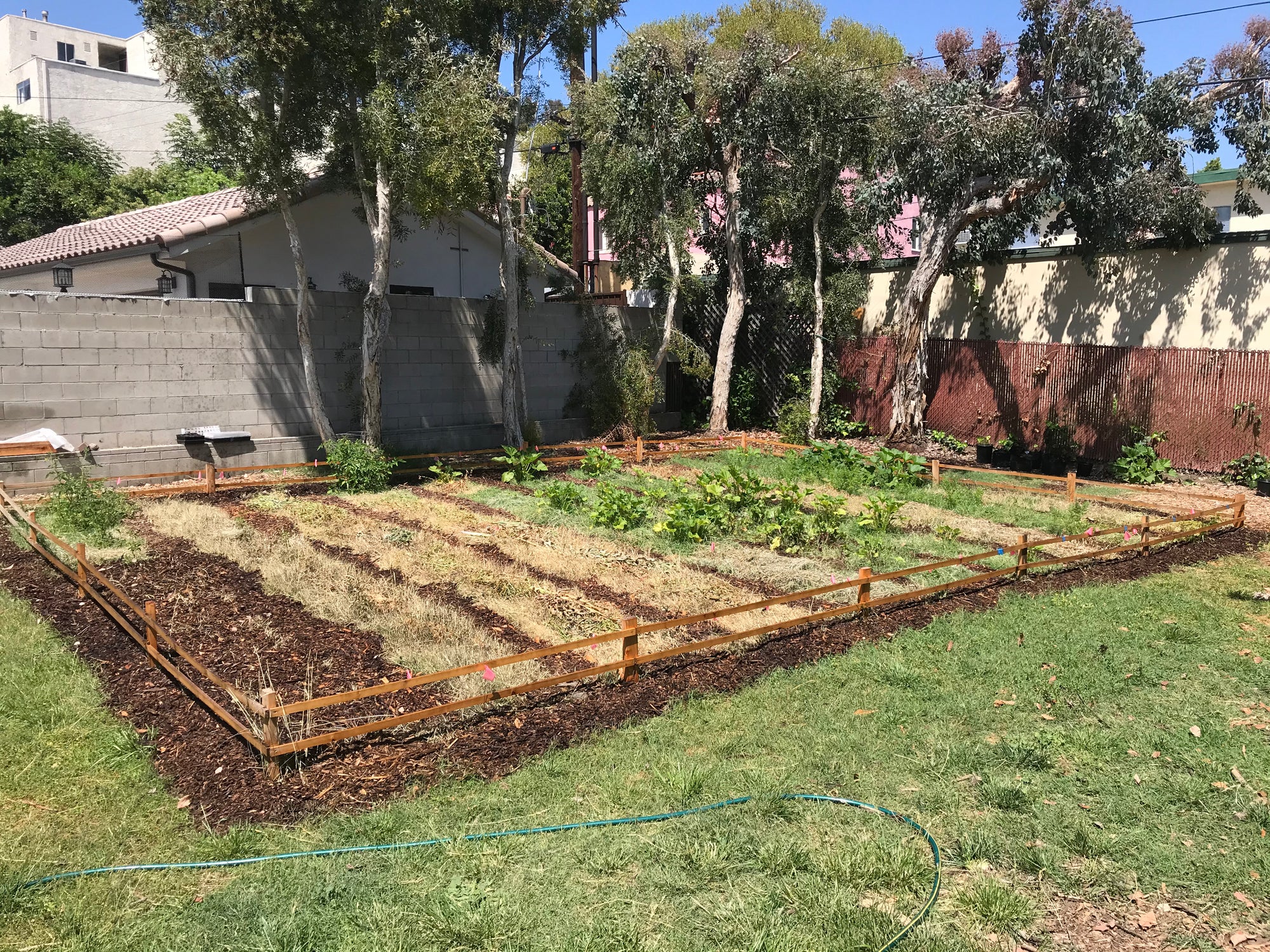 Vegetable garden with raised beds in a backyard setting